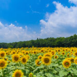夏の空とひまわり畑
